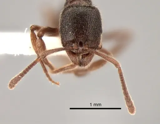 Stenamma snellingi specimen CASENT0882262 image casent0882262_2