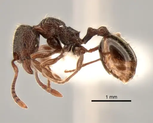 Stenamma snellingi specimen CASENT0882262 image casent0882262_3