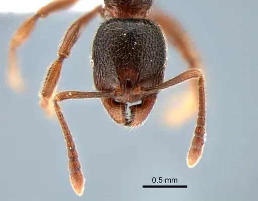 Stenamma snellingi specimen CASENT0882269 image casent0882269_2