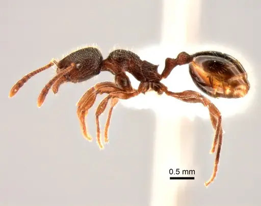 Stenamma snellingi specimen CASENT0882269 image casent0882269_3