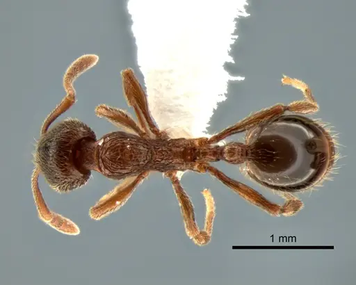 Stenamma snellingi specimen CASENT0882270 image casent0882270_1