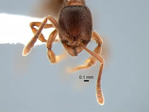 Stenamma snellingi specimen CASENT0882270 image casent0882270_2