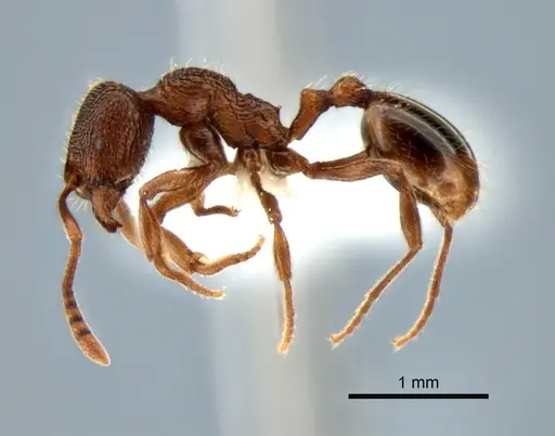 Stenamma snellingi specimen CASENT0882270 image casent0882270_3