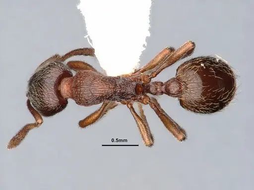 Stenamma snellingi specimen CASENT0883302 image casent0883302_1