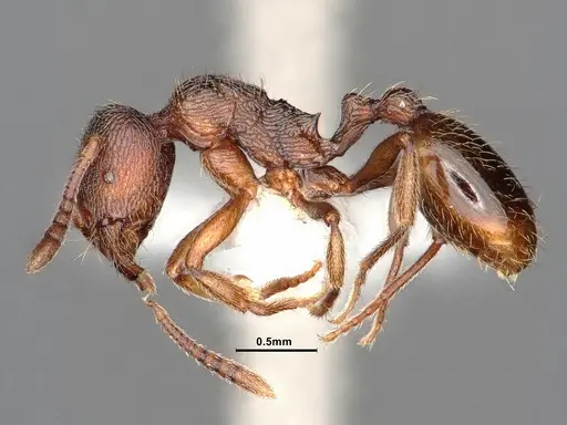 Stenamma snellingi specimen CASENT0883302 image casent0883302_3