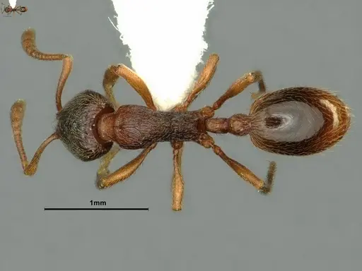 Stenamma snellingi specimen CASENT0883382 image casent0883382_1