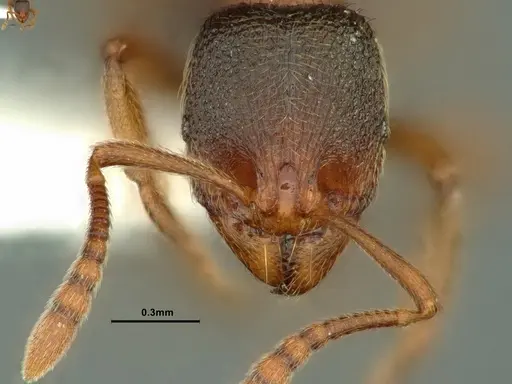 Stenamma snellingi specimen CASENT0883382 image casent0883382_2
