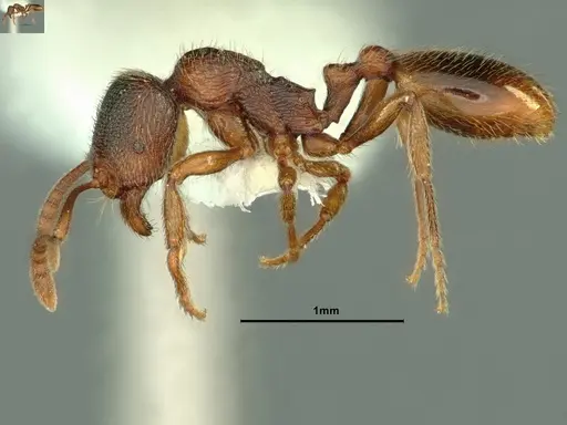 Stenamma snellingi specimen CASENT0883382 image casent0883382_3