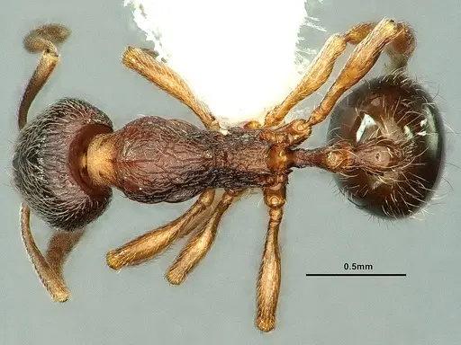 Stenamma snellingi specimen CASENT0883416 image casent0883416_1