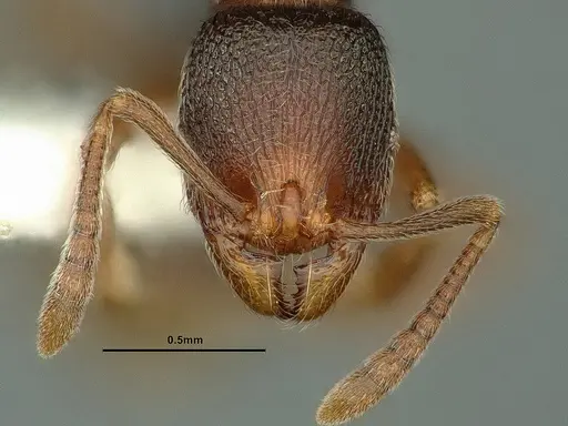 Stenamma snellingi specimen CASENT0883416 image casent0883416_2