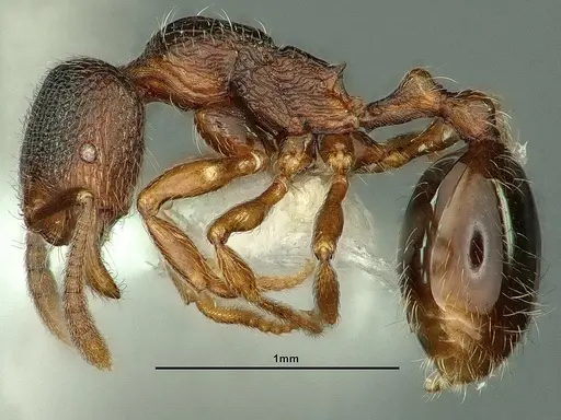 Stenamma snellingi specimen CASENT0883416 image casent0883416_3