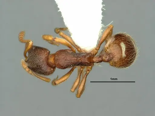 Stenamma snellingi specimen CASENT0883417 image casent0883417_1