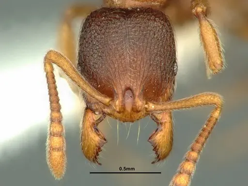 Stenamma snellingi specimen CASENT0883417 image casent0883417_2