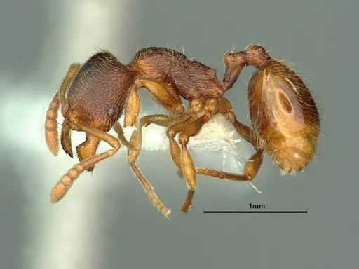 Stenamma snellingi specimen CASENT0883417 image casent0883417_3