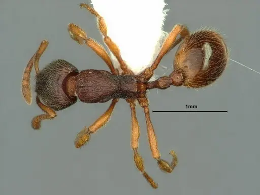 Stenamma snellingi specimen CASENT0883418 image casent0883418_1