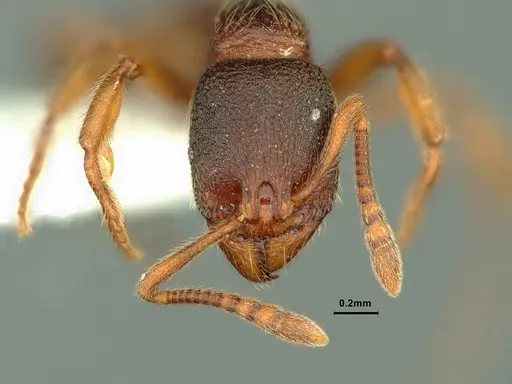 Stenamma snellingi specimen CASENT0883418 image casent0883418_2