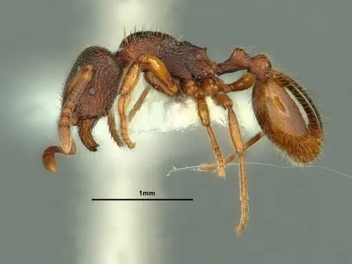 Stenamma snellingi specimen CASENT0883418 image casent0883418_3