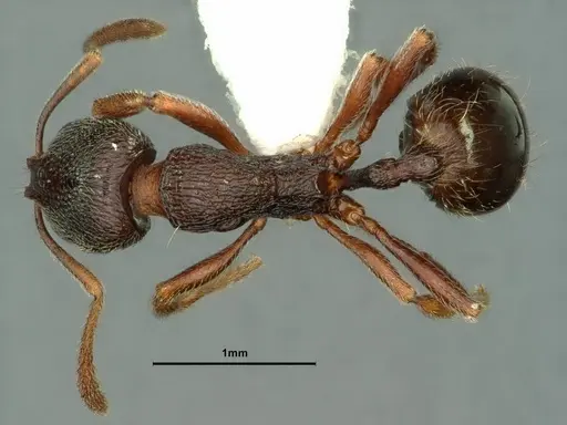 Stenamma snellingi specimen CASENT0883420 image casent0883420_1