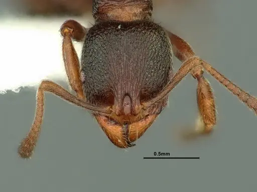 Stenamma snellingi specimen CASENT0883420 image casent0883420_2