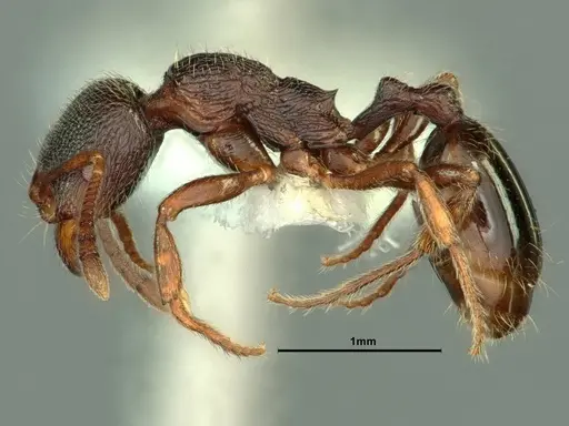 Stenamma snellingi specimen CASENT0883420 image casent0883420_3