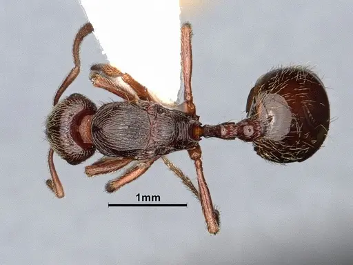 Stenamma snellingi specimen CASENT0884234 image casent0884234_1