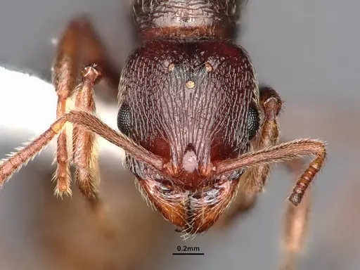 Stenamma snellingi specimen CASENT0884234 image casent0884234_2