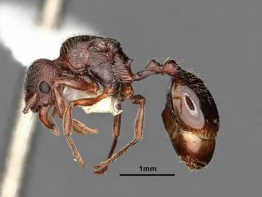Stenamma snellingi specimen CASENT0884234 image casent0884234_3