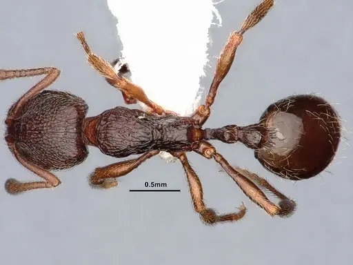 Stenamma snellingi specimen CASENT0884237 image casent0884237_2