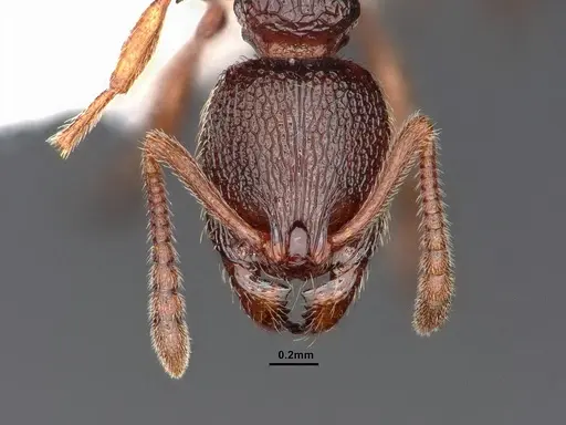 Stenamma snellingi specimen CASENT0884237 image casent0884237_3