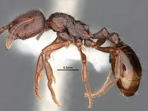 Stenamma snellingi specimen CASENT0884237 image casent0884237_4