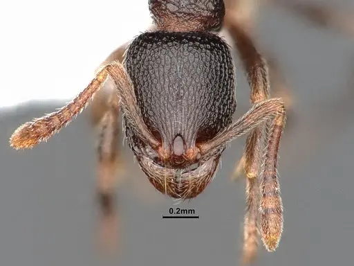 Stenamma snellingi specimen CASENT0884239 image casent0884239_2
