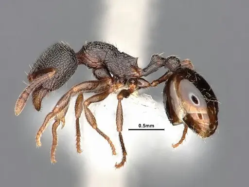 Stenamma snellingi specimen CASENT0884239 image casent0884239_3