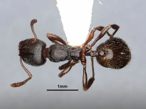 Stenamma snellingi specimen CASENT0884242 image casent0884242_1