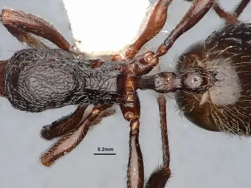 Stenamma snellingi specimen CASENT0884242 image casent0884242_2