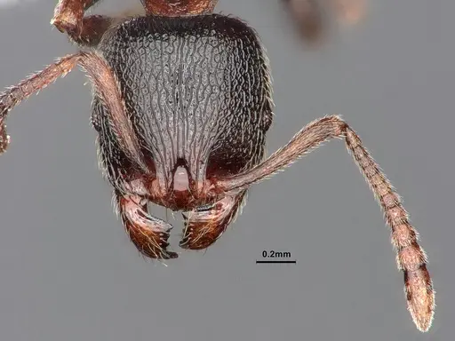 Stenamma snellingi specimen CASENT0884242 image casent0884242_3