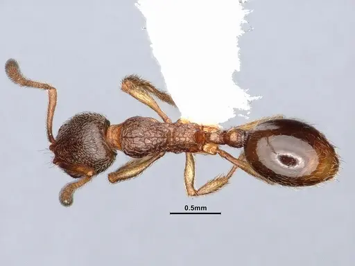 Stenamma snellingi specimen CASENT0884243 image casent0884243_1