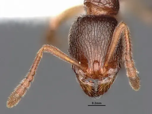 Stenamma snellingi specimen CASENT0884243 image casent0884243_2