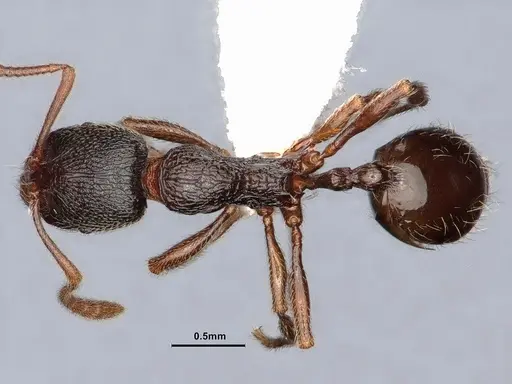 Stenamma snellingi specimen CASENT0884246 image casent0884246_1