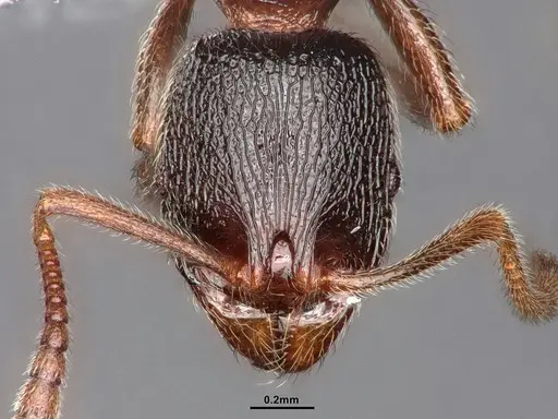 Stenamma snellingi specimen CASENT0884246 image casent0884246_2