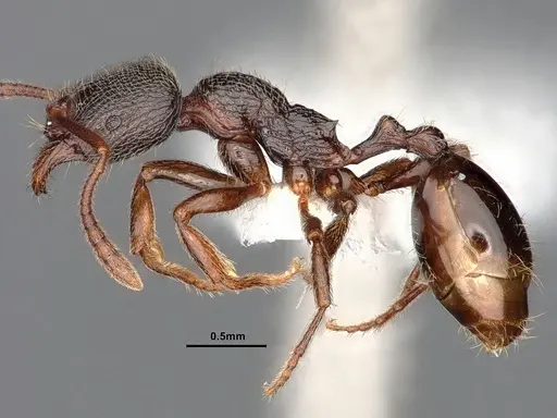Stenamma snellingi specimen CASENT0884246 image casent0884246_3
