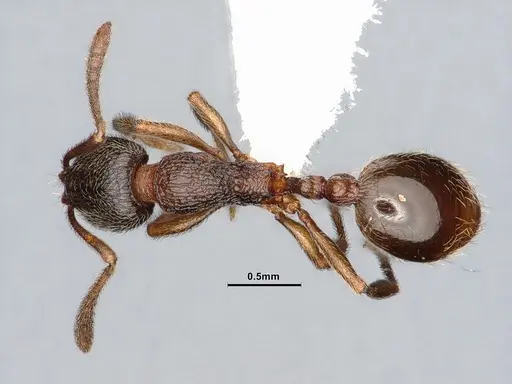 Stenamma snellingi specimen CASENT0884250 image casent0884250_1