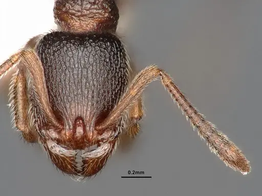 Stenamma snellingi specimen CASENT0884250 image casent0884250_2