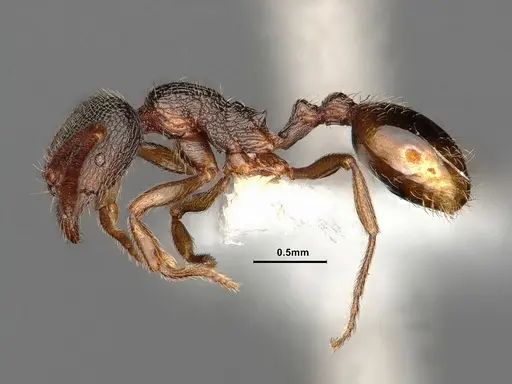 Stenamma snellingi specimen CASENT0884250 image casent0884250_3