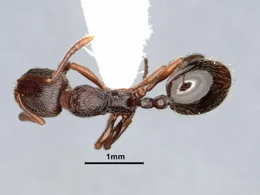 Stenamma snellingi specimen CASENT0884268 image casent0884268_1