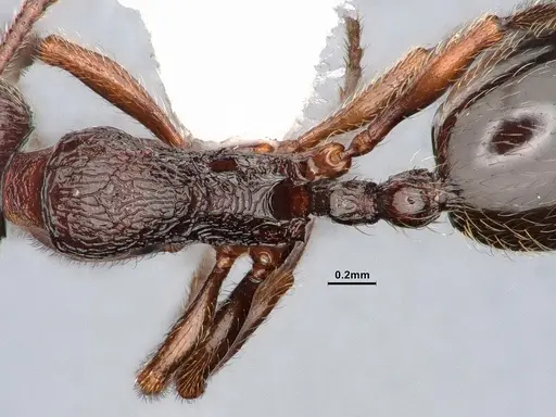 Stenamma snellingi specimen CASENT0884268 image casent0884268_2