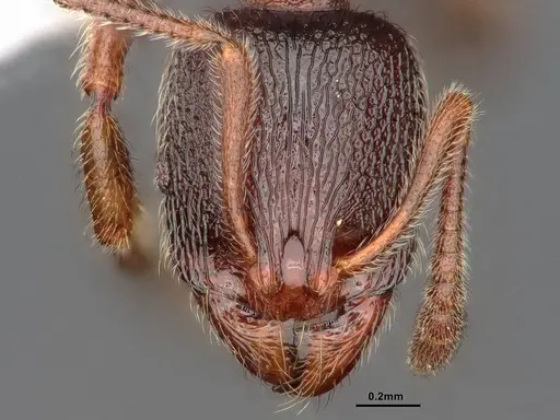 Stenamma snellingi specimen CASENT0884268 image casent0884268_3