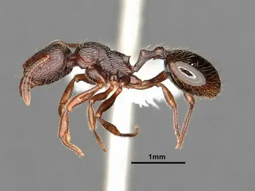 Stenamma snellingi specimen CASENT0884268 image casent0884268_4