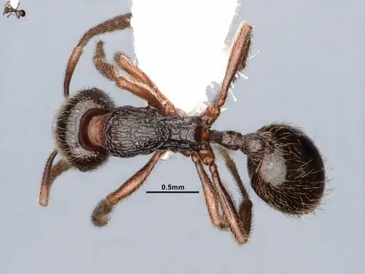 Stenamma snellingi specimen CASENT0884447 image casent0884447_1