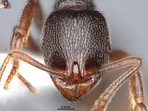 Stenamma snellingi specimen CASENT0884447 image casent0884447_2