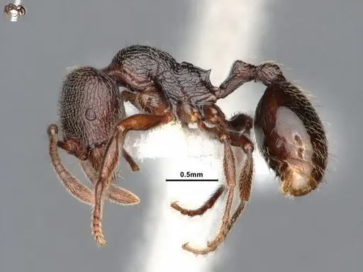 Stenamma snellingi specimen CASENT0884447 image casent0884447_3
